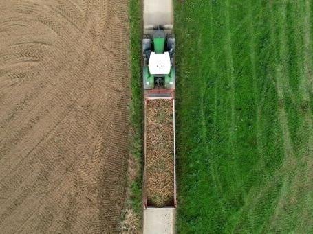 Record potato harvest is no boon in fries-mad Belgium